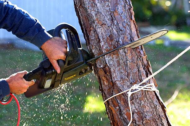 Best Leaf Removal  in USA