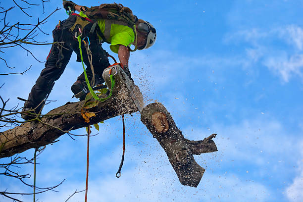 Best Palm Tree Trimming  in USA